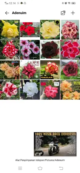 Adenium / Kamboja Jepang kembang tumpuk