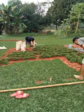 Jual rumput gajah mini