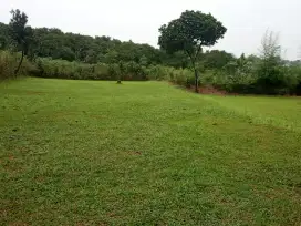 Rumput gajah lapangan bola