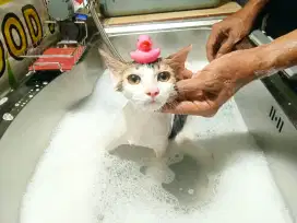 Penitipan kucing & grooming depok terpercaya