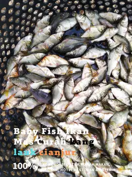 Ikan Balita, Ikan Mas Balita