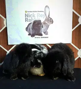 Kelinci holland lop murah pure breed