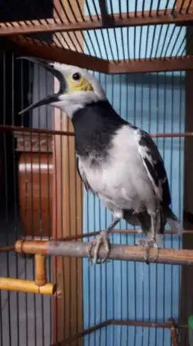 Burung jalak Hongkong remaja dewasa