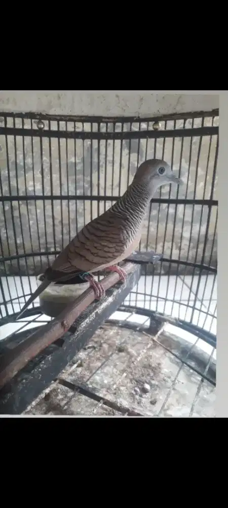 Perkutut Bangkok ternakan sendiri