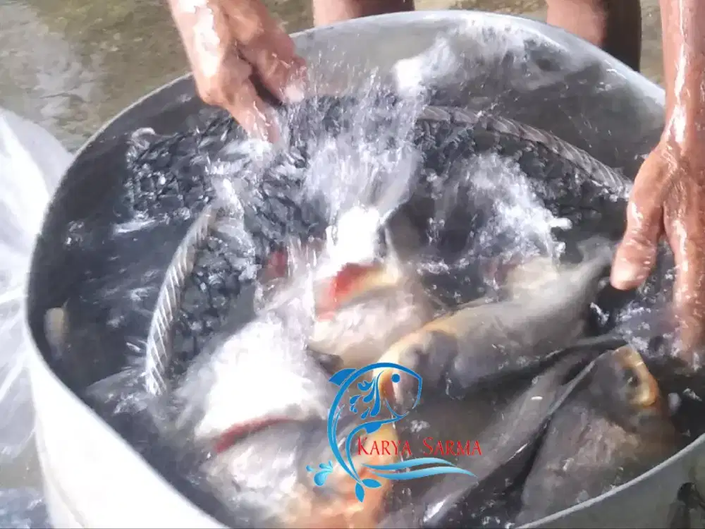 Ikan Bawal Konsumsi (Siap Makan)