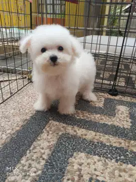 Anjing Bichon Frise Jantan Betina imut murah