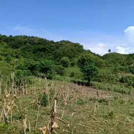 Di Jual Tanah Via Lelang Berlokasi Di Lombok Selong Belanak NTB