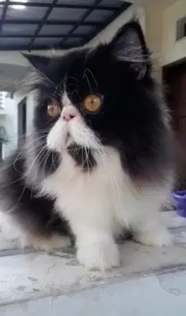 Jasa pacak Peaknose