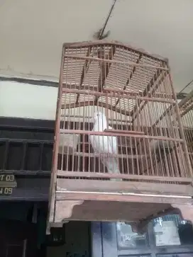 Jual burung puter putih jantan gacor