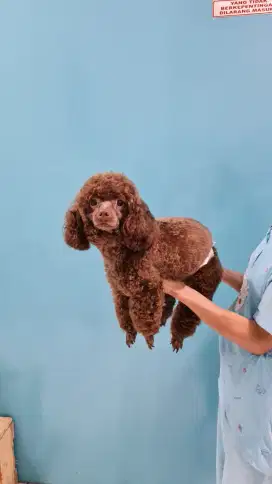 BROWN/CHOCO POODLE PEJANTAN