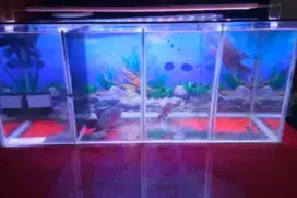 Aquarium 3sekat kaca 70x25x30cm tebal 5mm free wallpaper 2 sisi murah