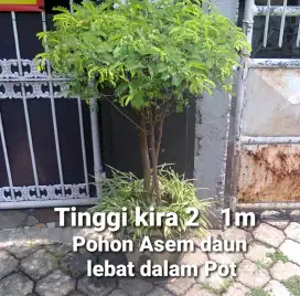 Pohon Asem dalam Pot 1 Meter