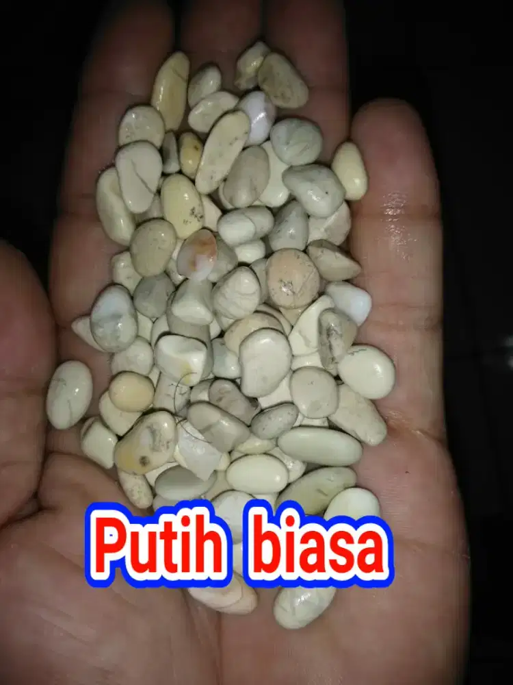 Koral sikat dan pemasangan