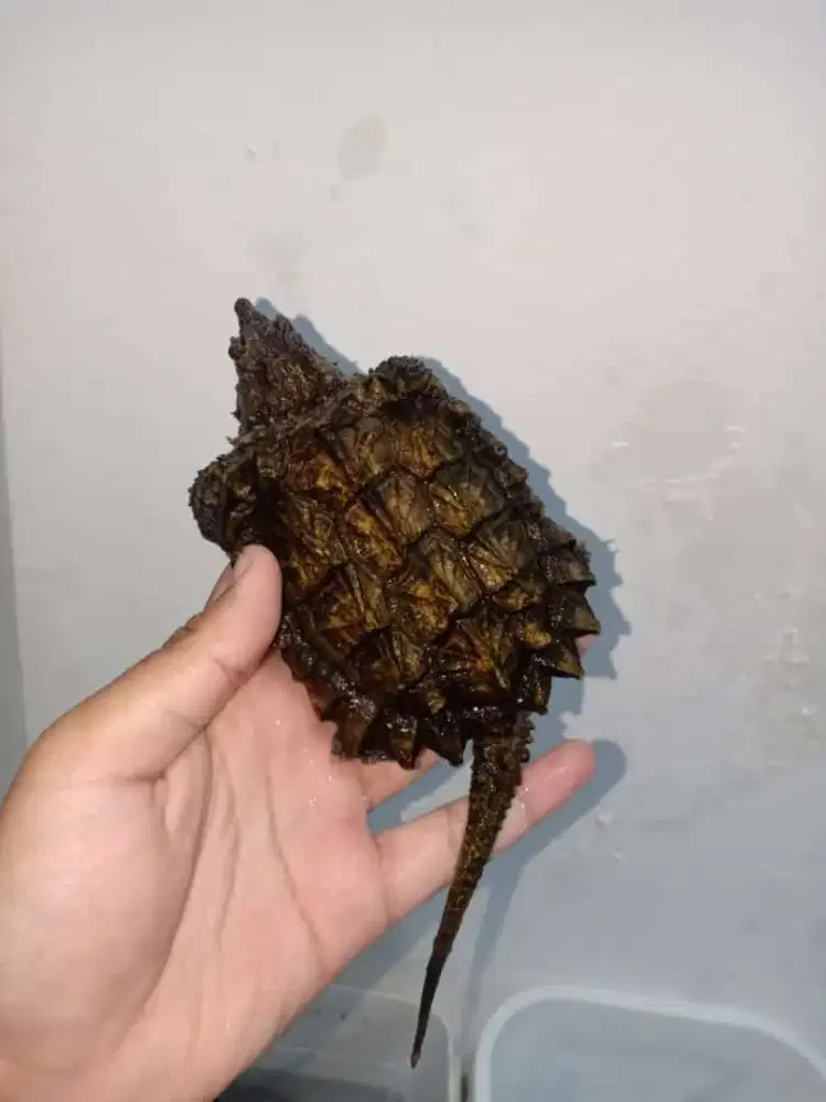 Kura kura A snapping turtle