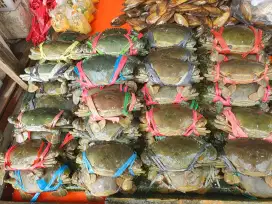 Terlaris Kepiting Bakau Hidup Bergizi Bisa Dikirim Keseluruh Indonesia