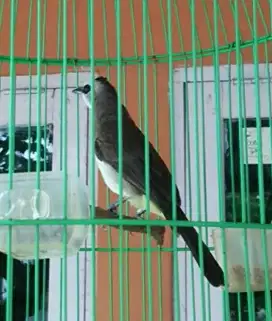 Burung Trucukan / Trucuk Jawa Ngerovel Ngerol Fulset