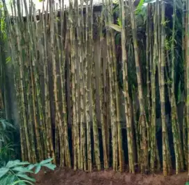 Jual bambu Jepang