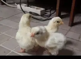 Anak ayam pelung putih