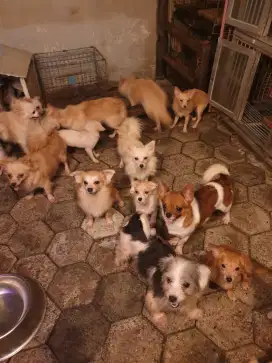 PROMO BUY ONE GET ONE dog size mini