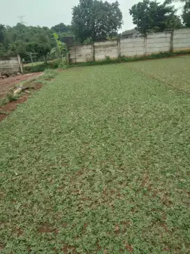 Rumput gajah mini murah