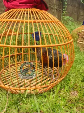Jual ayam hutan hijau jinak ayam hutan hijau bodi besar