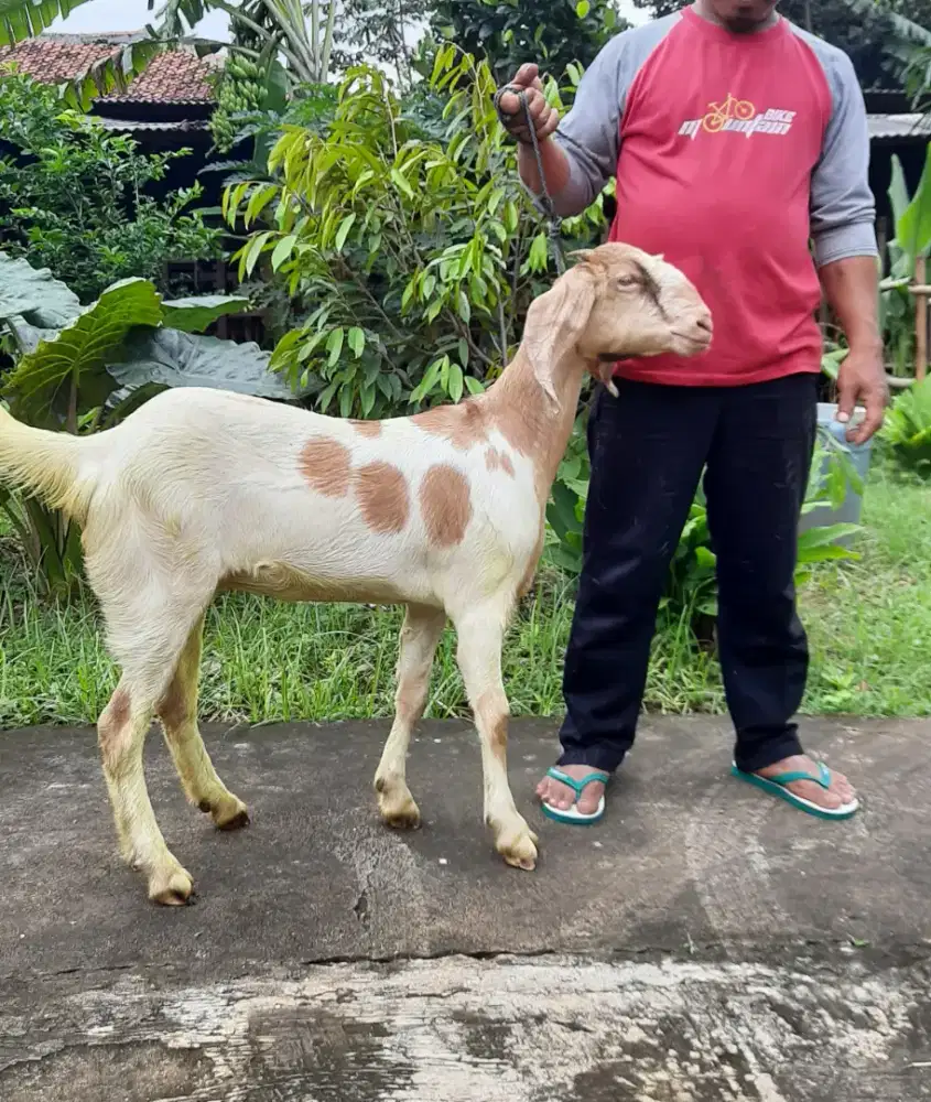 Kambing Besar Murah, Kambing PE, Kambing Etawa