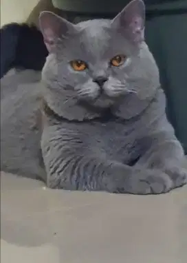 Jasa Pacak Kucing British Shorthair (Jantan Lilac dan Blue)