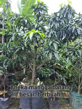 Bibit buah batang besar sudah buah dalam pot