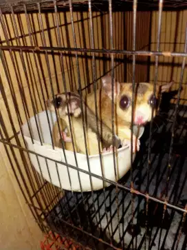 Sugar glider sepasang