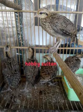 Ayam bekisar anakan sepasang mewah