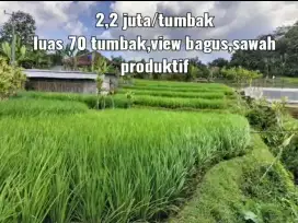 Sawah subur murah 70 tumbak pinggir jalan desa