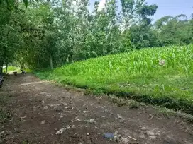 Sawah Dekat Kampus Dekat Perumahan