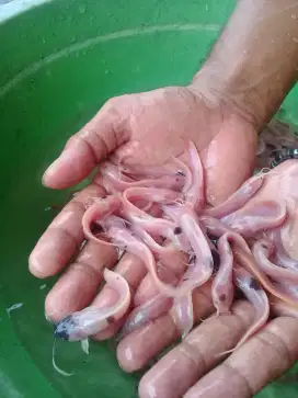 Amanah Olshope bibit ikan lele albino berkwalitas