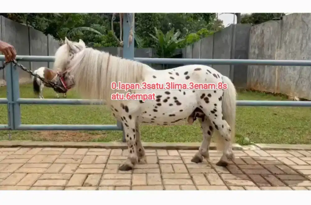 Kuda poni sepasang import dewasa surat surat lengkap limited edition