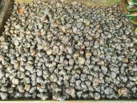 Terlaris Tutut Siput Hidup Kaya Manfaat Bisa Dikirim Indonesia