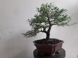 Bonsai seribu bintang