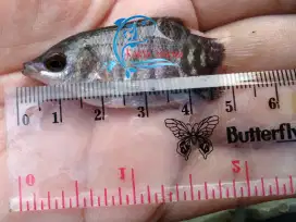 Bibit Ikan Gurame Hitam ± 2 - 2,5 inchi / Benih Gurami ± 2 - 2,5 inchi