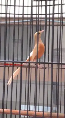 Burung giras jadi jinak n gacor