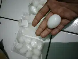 Telor palsu buat burung satu nya 8rb klo bli dua 15rb