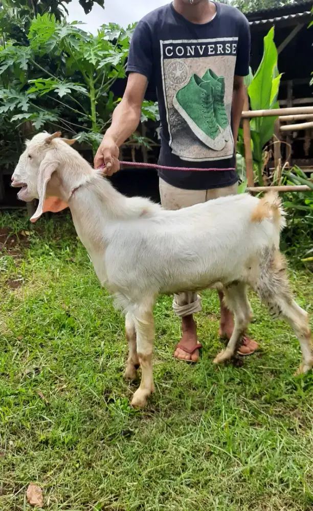 Kambing 1 ekor, Kambing Super, Kambing Etawa, Kambing Murah