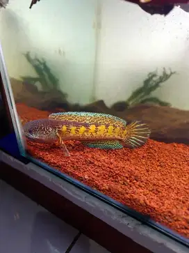 Chana Auranti sz 26 cm