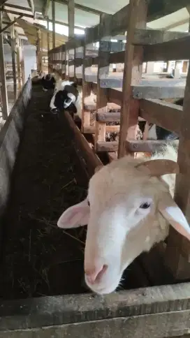 Menyediakan kambing/Domba Qurban free ongkir