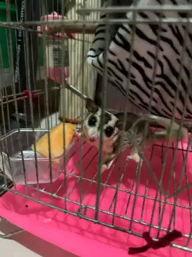 Sugar Glider lengkap dengan Kandang