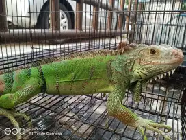 Iguana dewasa Jantan