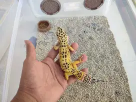 Gecko Juve Aktif Lincah