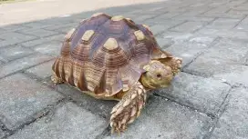 Kura Sulcata (Size kurang lebih 24 cm)