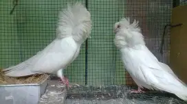 Burung merpati hias jacobin istimewa sepasang