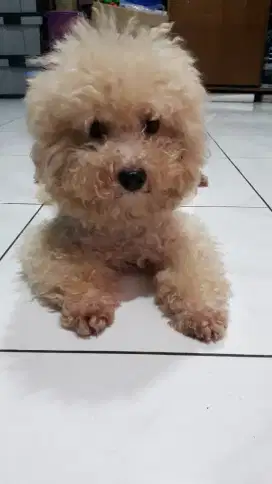 Poodle APRICOT LIGHT PEJANTAN SUPER