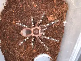 Tarantula Acanthoscurria geniculata (Brazilian Whiteknee)