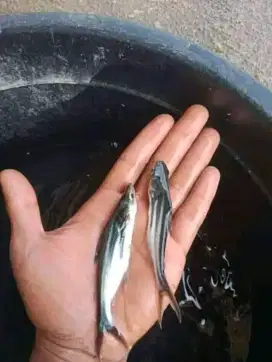 Amanah Olshope bibit ikan patin